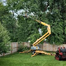 Best Tree Cabling and Bracing  in Roman Forest, TX