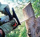 Professional Tree Care in Roman Forest, TX