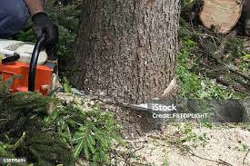 Best Tree Disease Treatment  in Roman Forest, TX