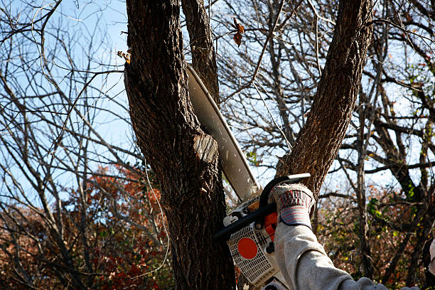 Best Arborist Consultation Services  in Roman Forest, TX